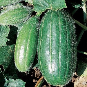 Carosello Leccese Dark Cucumber | oroseeds