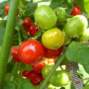 10+ seeds Solanum uporo Heirloom Vegetable Seeds Cannibal Tomato So 056