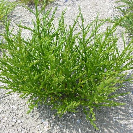 Salicornia europaea seeds European queller common glasswort  seed 
