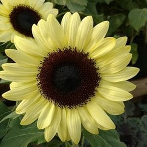 Sunflower ` Vanilla Ice `