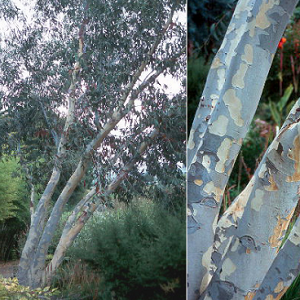 Eucalyptus p. subsp niphophila
