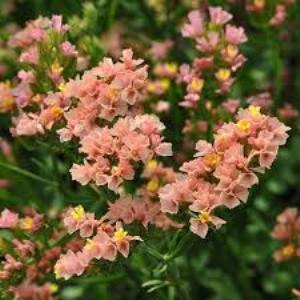 Statice / Limonium / Qis Apricot