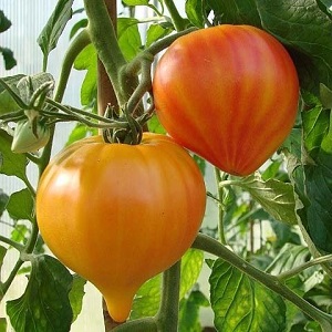 Tomato Orange Russian