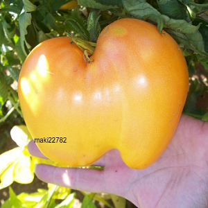 Tomato Heart of Ashgabat