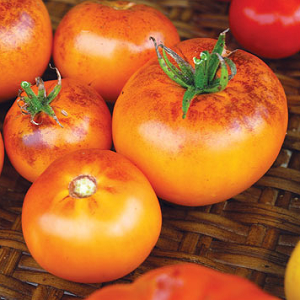 Tomato Orange Fleshed Purple Smudge