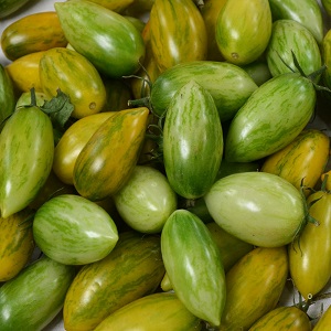 Tomato Green Tiger