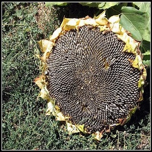 Sunflower Mongolian Giant | oroseeds