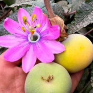 Passiflora pinnatistipula 10 Seeds 