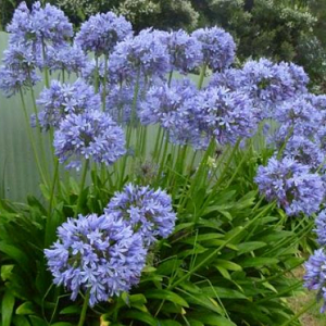 Blue Agapanthus Perennial Summer Flowering Perennial 100mm Pot Plant x1 OFFER