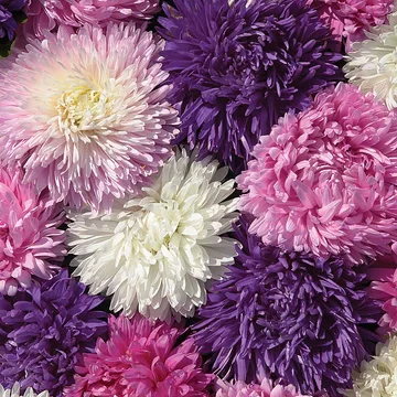 Callistephus chinensis / King Size mix