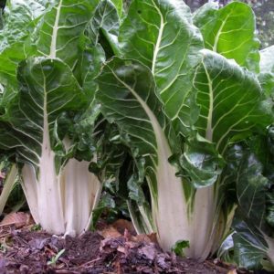 Swiss Chard Barese, White ( Silver )