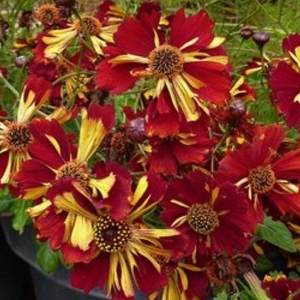 Coreopsis Tinctoria Roulette