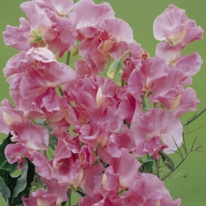 Lathyrus Odoratus / Mrs Bolton