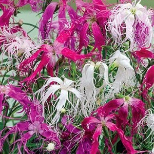 Dianthus Superbus