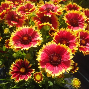 Gaillardia ( grandiflora ) aristata Mix