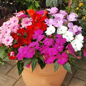 Impatiens walleriana Dwarf