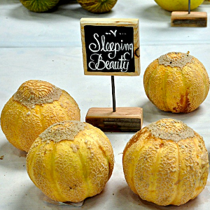 Melon Sleeping Beauty