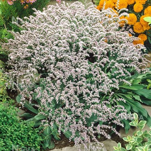 Goniolimon tataricum