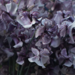 Lathyrus Odoratus / Spencer Nimbus