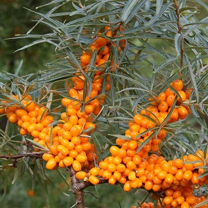 Hippophae rhamnoides
