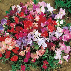 Lathyrus Odoratus Dwarf / Bijou mix
