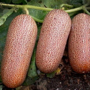 Cucumber Sikkim