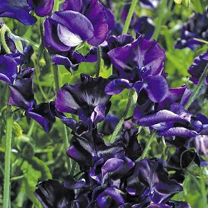 Lathyrus Odoratus / Mammoth Navy Blue