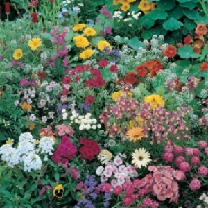 Japanese lawn / Mix of annual flowering plants