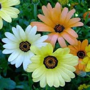 Dimorphotheca sinuata