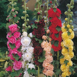 Alcea rosea 'Chaters Double Mix