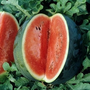 Watermelon Florida Giant