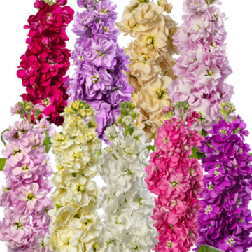 Matthiola incana / Stock Double Large Flowered TenWeek