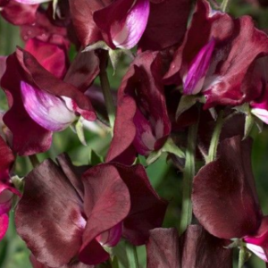 Lathyrus Odoratus Elegance Burgundy