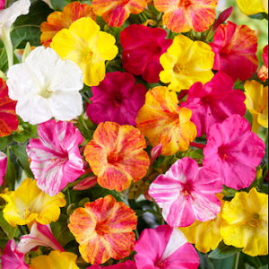 Mirabilis jalapa Broken Colour