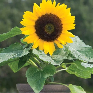 Sunflower Bambino