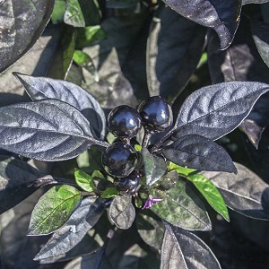 Pepper Hot / Chilli Black Pearl | oroseeds