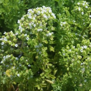Origanum Heracleoticum