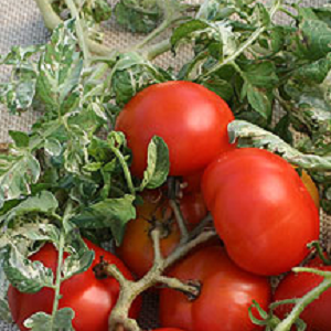 Tomato Variegated