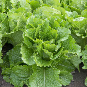 Lettuce Crisp Mint