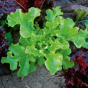 Lettuce Oakleaf