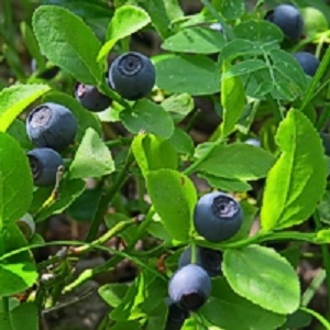 Vaccinum myrtillus