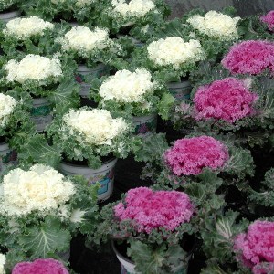 Ornamental Kale Nagoya mix