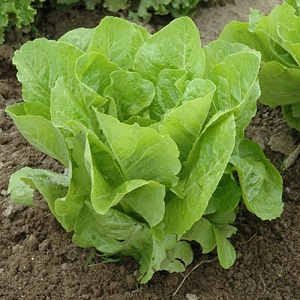 Lettuce Jericho