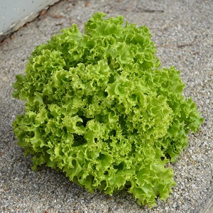 Lettuce Lollo Bionda