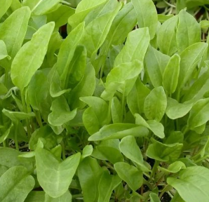 Rumex Acetosa De Belleville