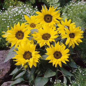 Sunflower Pacino Gold