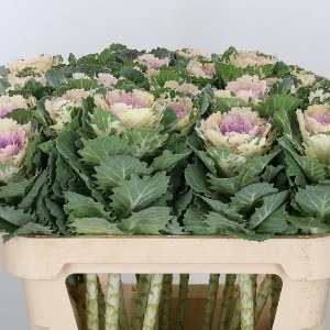 Ornamental Kale Crane Bicolor