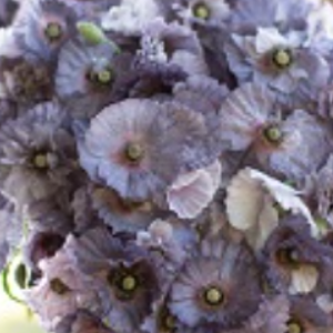 Papaver Amazing Grey
