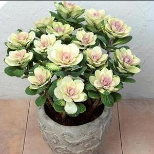 Ornamental Kale Condor White