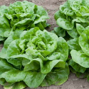 Lettuce Nansen